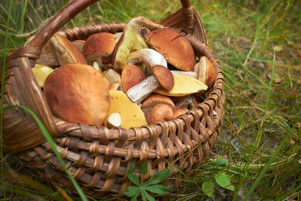 Cogumelos em cesta de vime — Fotografia de Stock