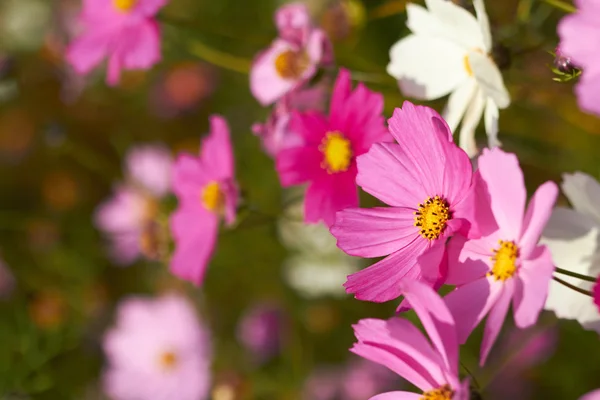 Färgglada kosmos blommor — Stockfoto