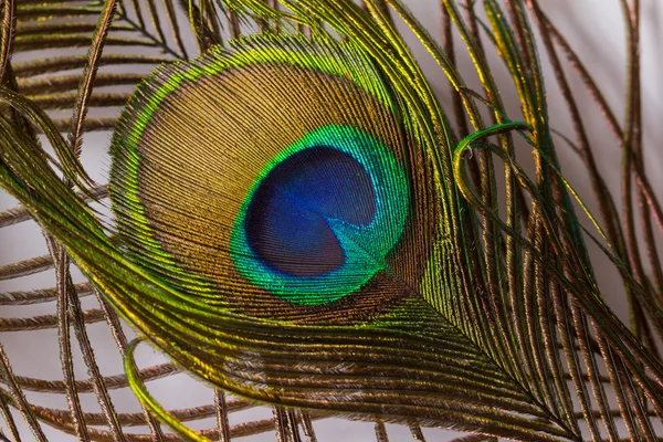 Kleurrijke peacock feather — Stockfoto