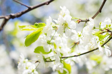 kiraz ağacı dalları doğal zemin, bahar kavramı üzerine çiçekli 