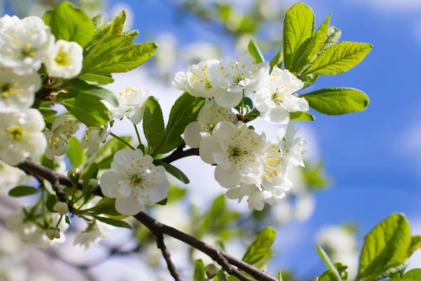 Blommande Körsbärsträd Gren Naturlig Bakgrund Våren Koncept — Stockfoto