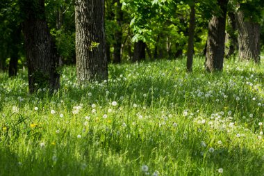 güneşli bir gün yaz yeşil park