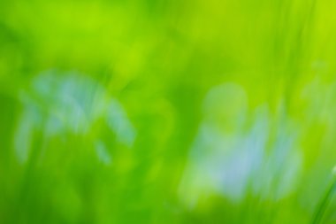 renkli yeşil çimen