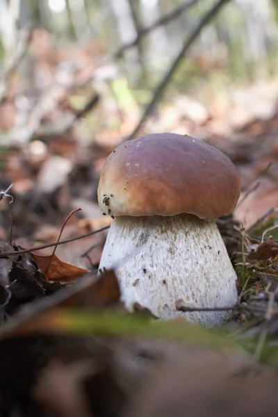 Boletus mushroom close up — Stock Photo, Image