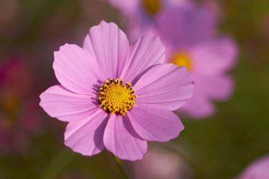 renkli cosmos çiçekler