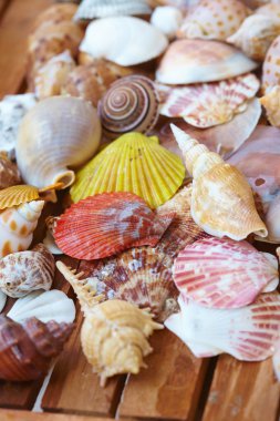 güzel deniz kabukları