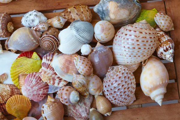 Conchas de mar agradable —  Fotos de Stock