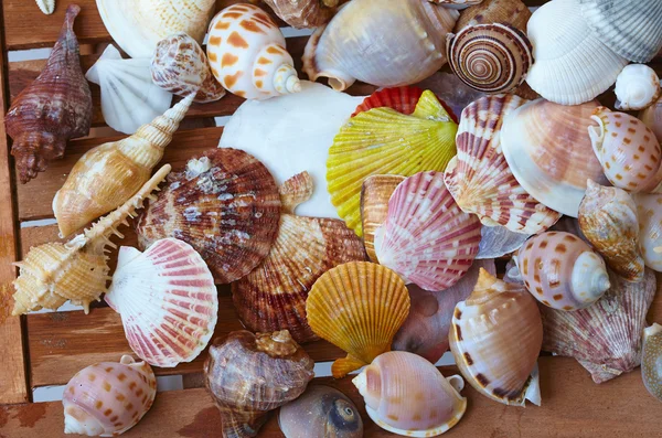 Nice морські мушлі — стокове фото