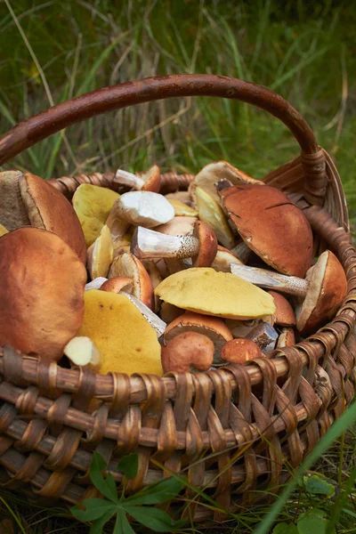 Cogumelos em cesta de vime — Fotografia de Stock