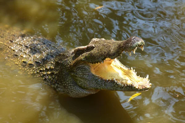 Close up tiro de crocodilo — Fotografia de Stock