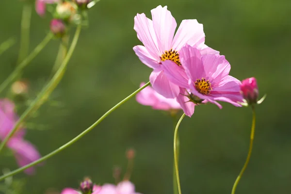 Colorful cosmos flowers — Stock Photo, Image