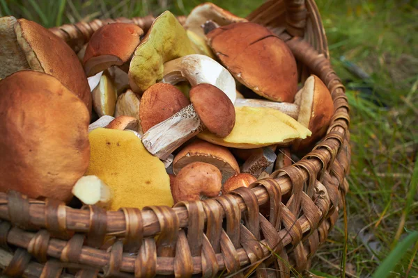 Cogumelos em cesta de vime — Fotografia de Stock