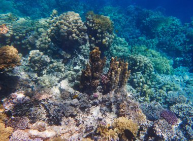 Tropikal Mercan Resifi