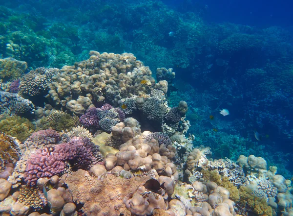 Tropisch koraalrif — Stockfoto