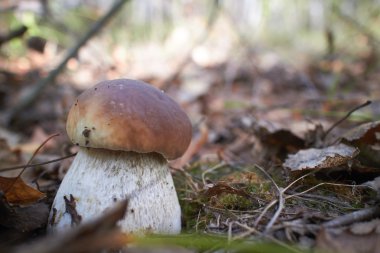 ormanda büyüyen çörek mantar zemin