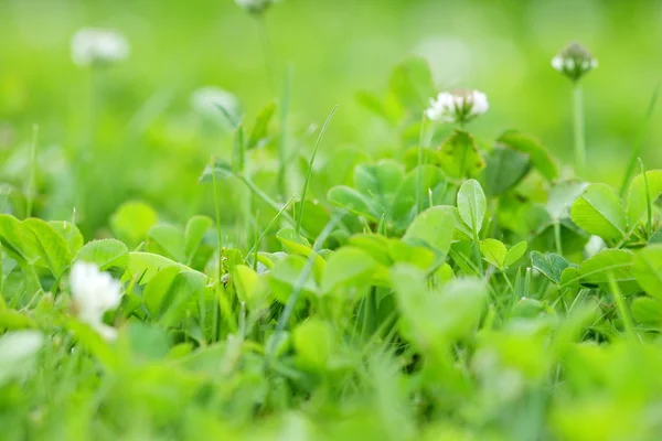 Klöver Grön Fält Med Vita Blommor Solig Dag — Stockfoto