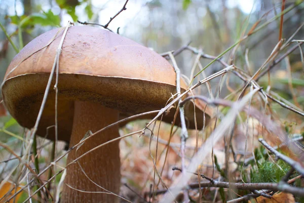 Boletus Mushroom Growing Ground Forest — Stock Photo, Image