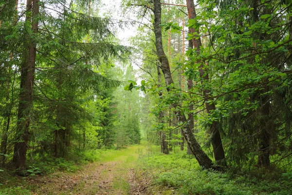Verano en bosque verde —  Fotos de Stock