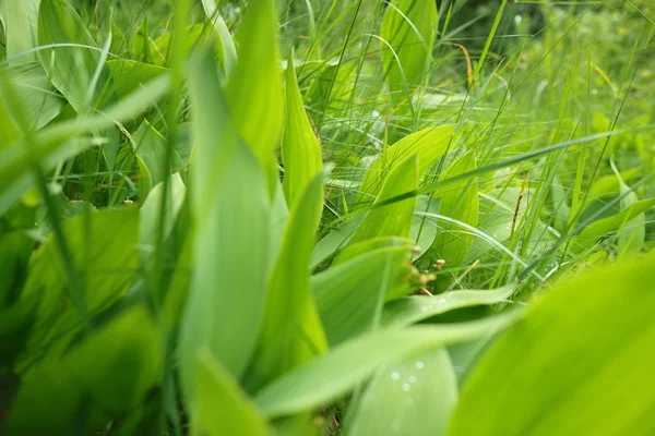 Campo Hierba Verde Primavera Primer Plano —  Fotos de Stock