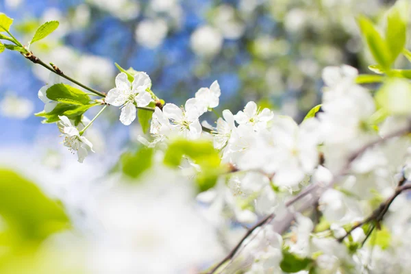 Spring tree close up — Stock Photo, Image