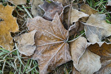 hoarfrost ile yakın kadar kapalı sonbahar yaprakları