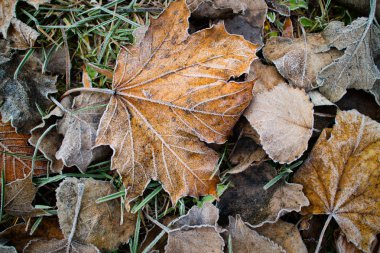 hoarfrost ile yakın kadar kapalı sonbahar yaprakları