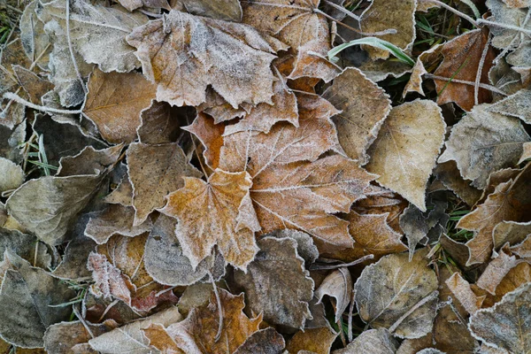 Podzim Listy Pokryté Jinovatka Blízko Nahoru — Stock fotografie