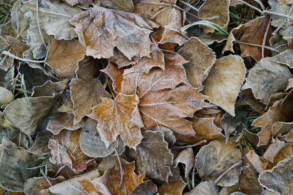 Hojas Otoño Cubiertas Escarcha Cerca —  Fotos de Stock