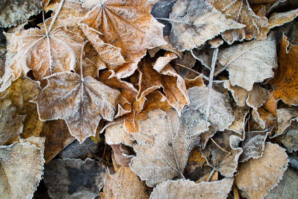 Feuilles Automne Couvertes Givre Gros Plan — Photo