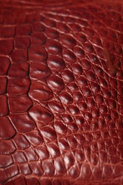 timsah desenli arka plan