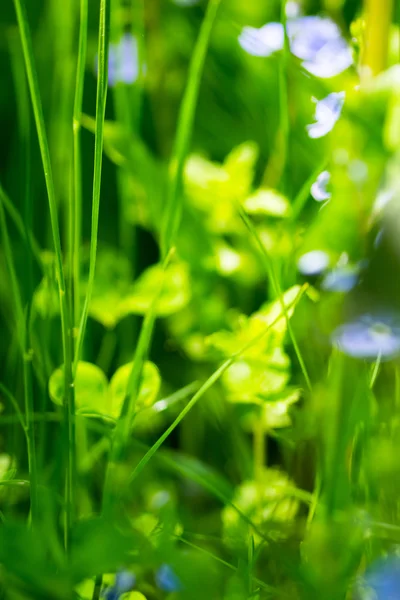 Campo Verde Verano Día Soleado — Foto de Stock