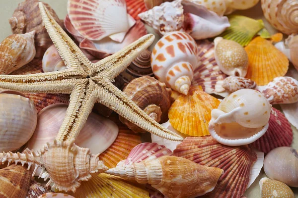 Nice sea shells Stock Photo