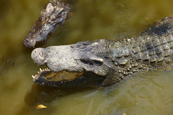 Crocodiles in wild nature — Stock Photo, Image