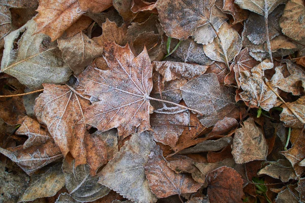 Leaves covered with hoarfrost — Stock Photo, Image