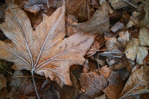 Herbstblätter Mit Raureif Bedeckt Nahaufnahme — Stockfoto