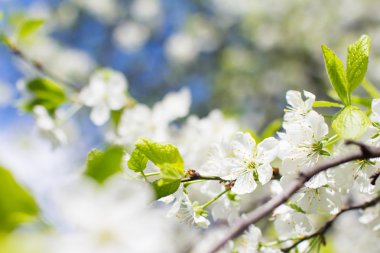 ağaç bahar çiçeği