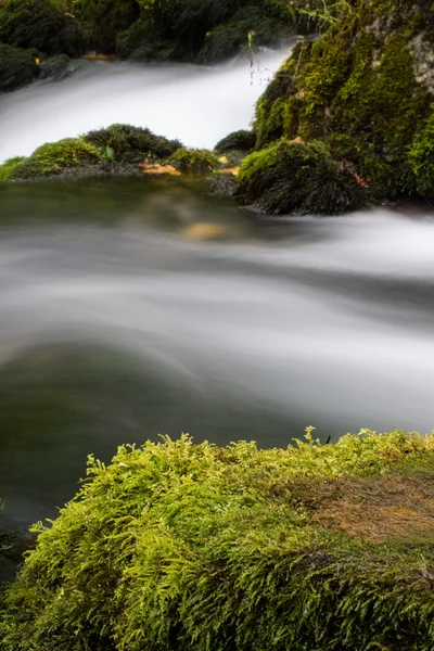 Schöner Bach Bewegung Verschwimmt Sommerwald — Stockfoto