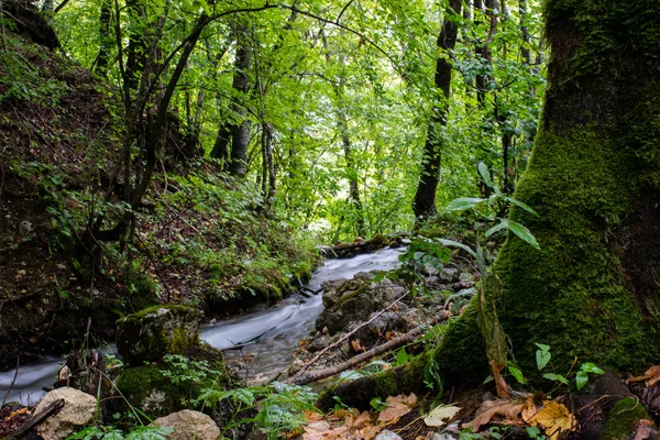 Ruscello nella foresta bollente — Foto Stock