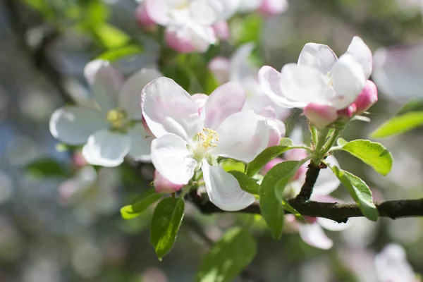 Apple blossom träd — Stockfoto