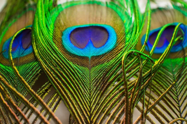 Colorful Beautiful Peacock Feathers Close — Stock Photo, Image