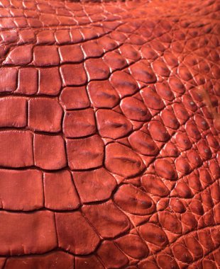 timsah desenli arka plan