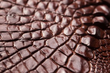 timsah desenli arka plan