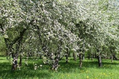 çayır çiçekli elma ağaçlarının güneşli gün ile