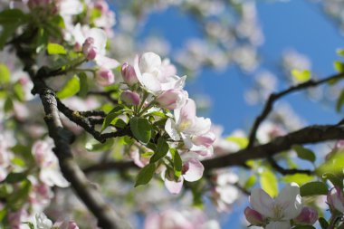 elma ağacı dalları doğal zemin, Bahar kavramı üzerine çiçekli