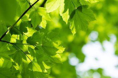 yaz güneşli gün gür yeşil ağaç dalları