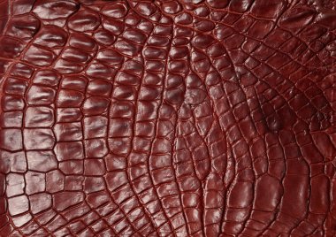 timsah desenli arka plan