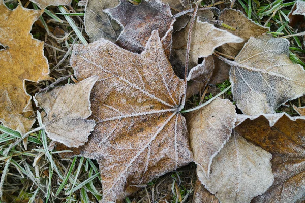 Folhas Outono Cobertas Com Geada Close — Fotografia de Stock