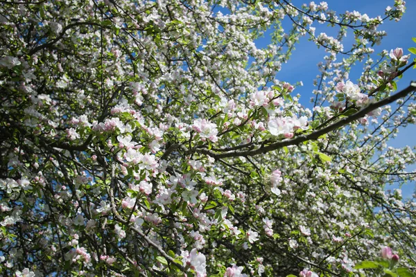 Blommande Apple Trädgrenar Naturlig Bakgrund Våren Koncept — Stockfoto