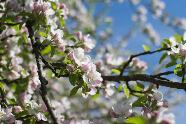 Flowering Apple Tree Branches Natural Background Spring Concept — Stock Photo, Image