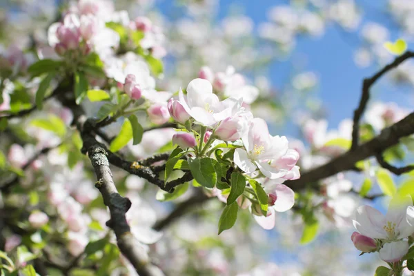 Floração Ramos Macieira Fundo Natural Conceito Primavera — Fotografia de Stock